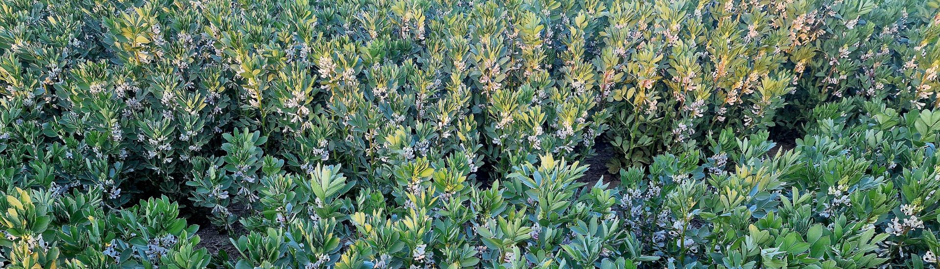 jornada de leguminosas cátedra UPNA-INTIA