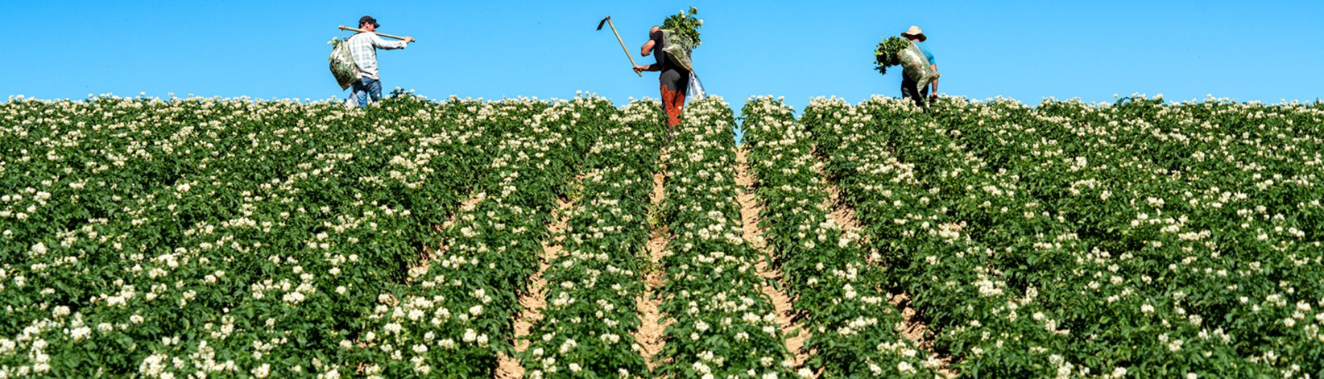 depuración patata siembra