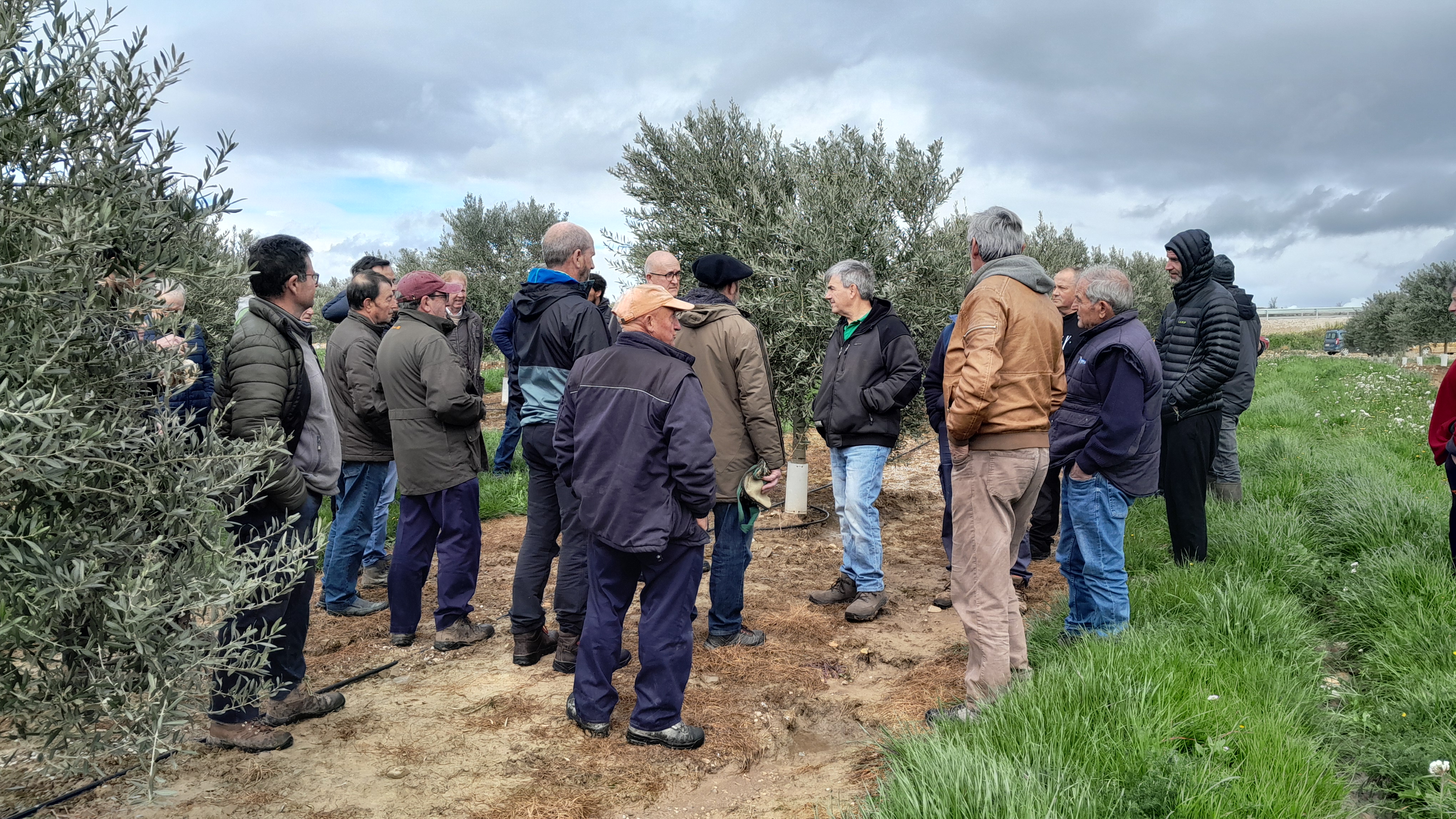 formacion poda de olivo INTIA