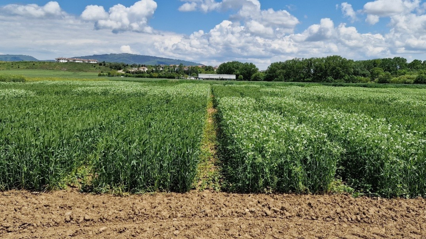 Campo de mezcla de cultivos dentro del proyecto IntercropVALUES