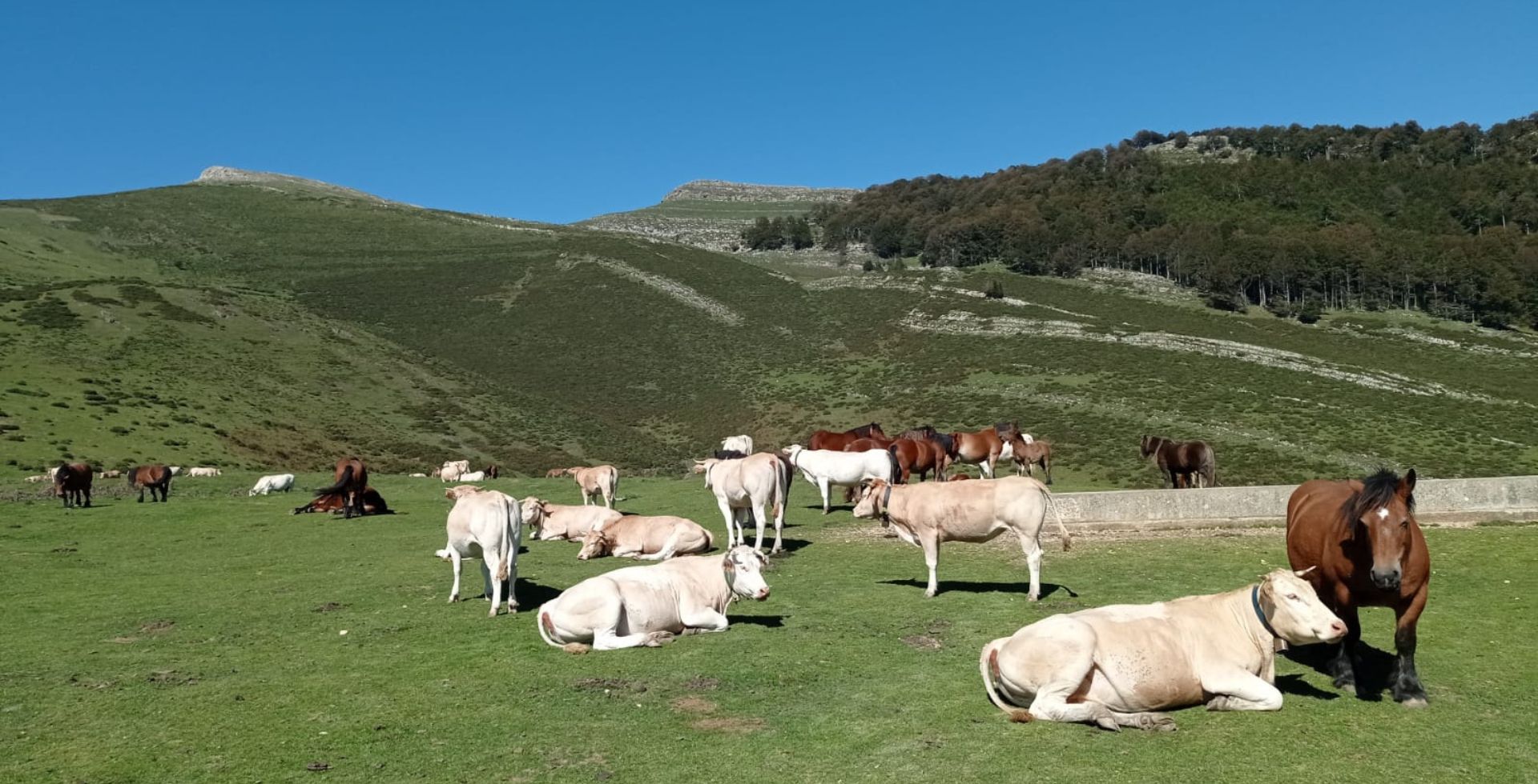 jornada vacuno en extensivo