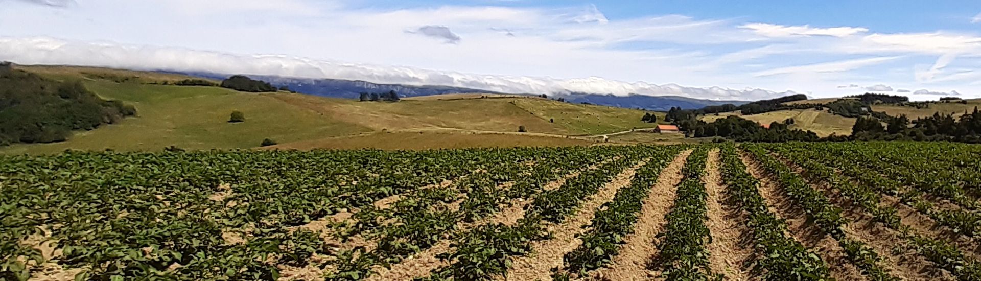 patata remendia INTIA