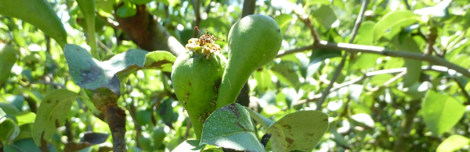 pera conferencia INTIA