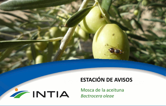 Estación de avisos mosca de la aceituna