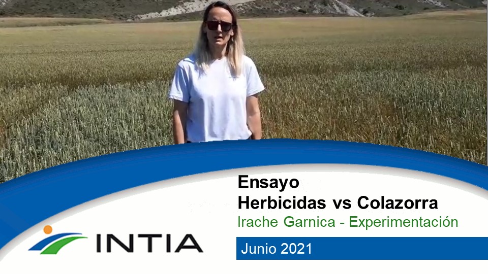 irache garnica colazorra