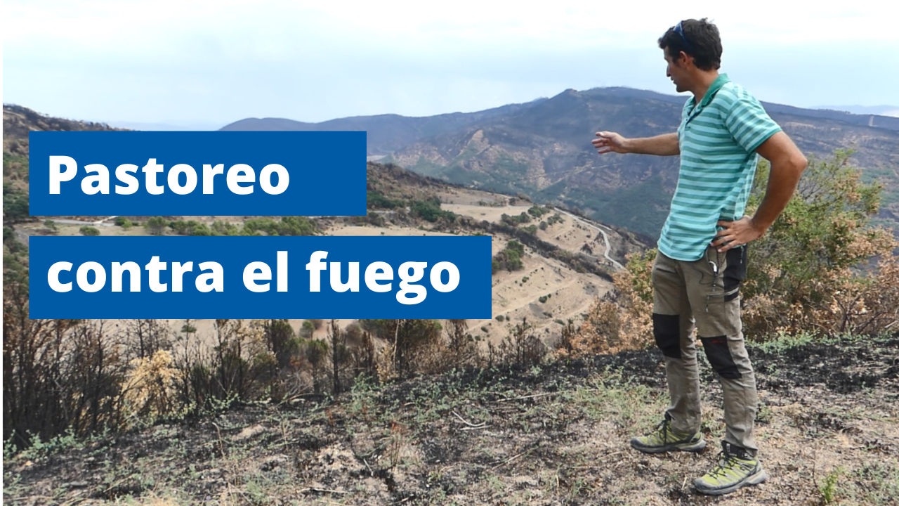 Pastoreo contra el fuego
