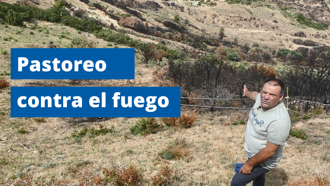 Pastoreo contra el fuego