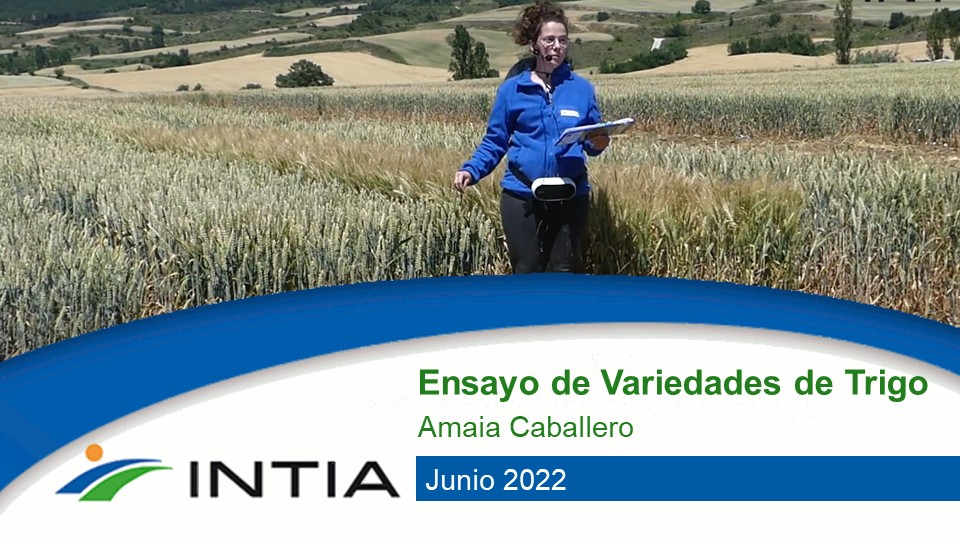 trigo INTIA
