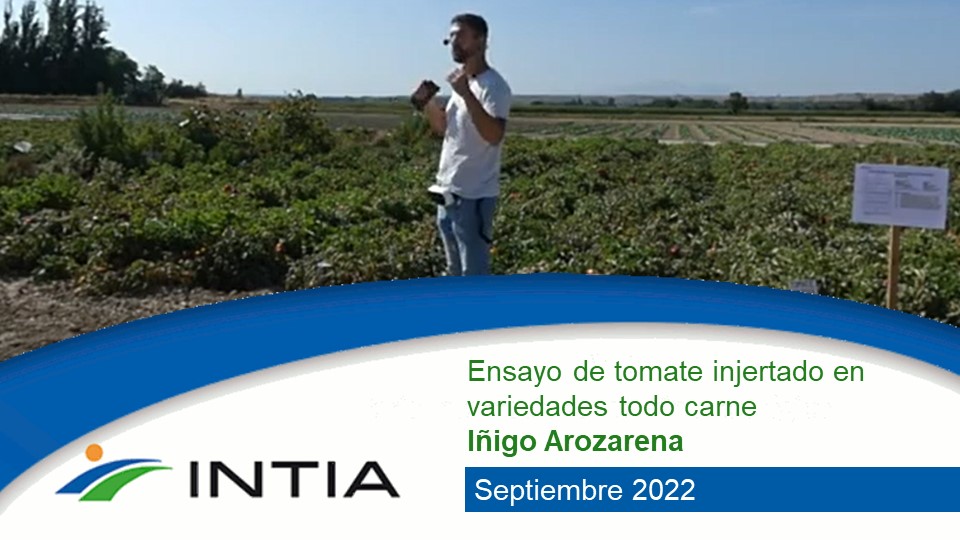 tomate injertado video