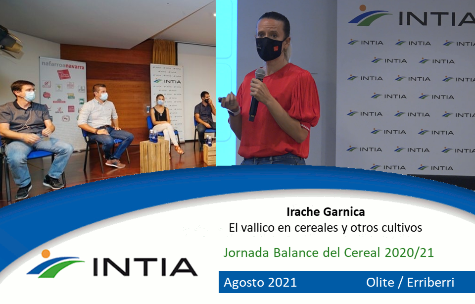El vallico en cereales y otros cultivos. Irache Garnica INTIA