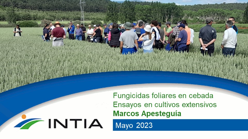 intia cebada