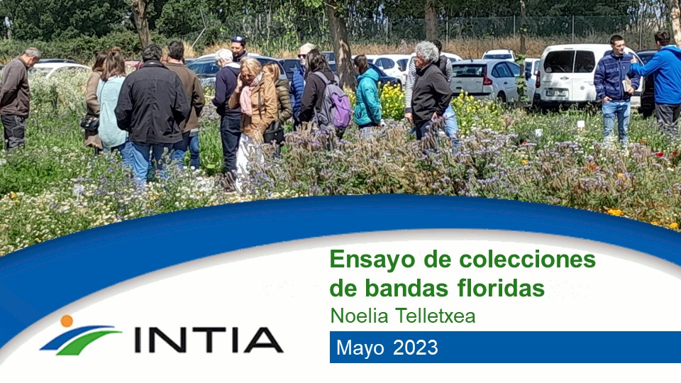 BANDAS FLORIDAS intia