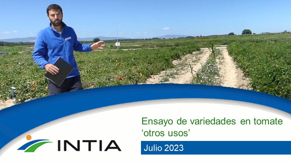 tomate otros usos