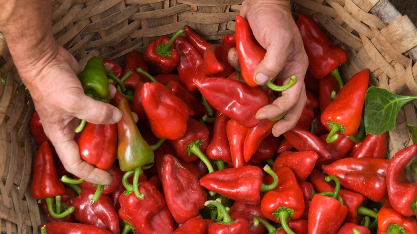 piquillo de lodosa