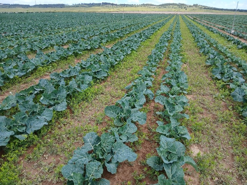 campo en intercropvalues