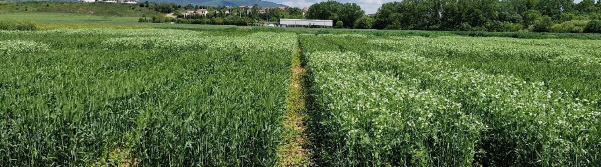 IntercropVALUES