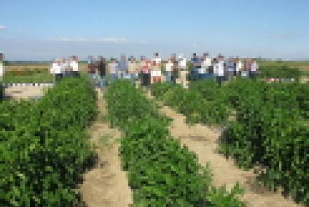 INTIA presenta los ensayos de cultivos hortícolas de verano de su finca de Cadreita