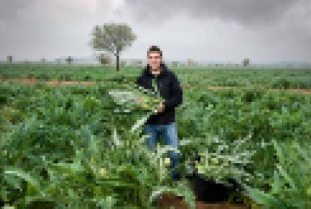 La IGP Alcachofa de Tudela renueva su Consejo Regulador