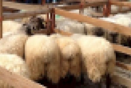 Socios de INTIA premiados en los concursos celebrados en el Artzai Eguna 2017