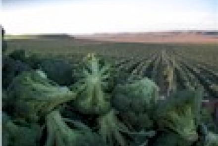 XXII Jornadas de exaltación de la verdura: Conferencia agroalimentaria de INTIA sobre principales cultivos en la horticultura navarra, importancia y evolución