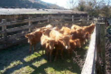 INTIA organiza una jornada de cata de carne de Betizu