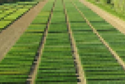 Próximas Jornadas INTIA: Visita ensayos de cereal, Secanos semiáridos y regadíos del Canal de Navarra