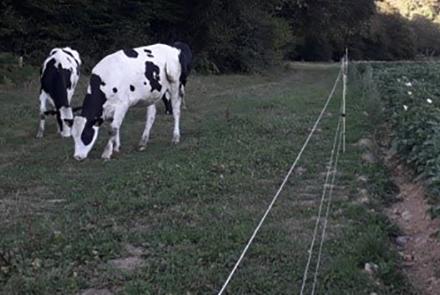 FincaRoncesvallesVacunoLeche