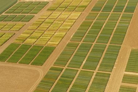 JornadaBalanceCereales2020