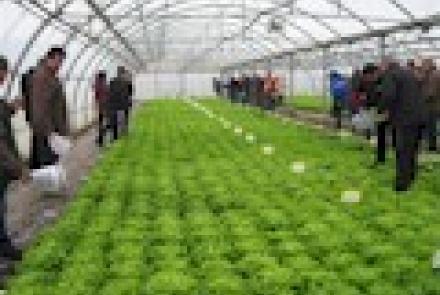 Medio centenar de asistentes en la Jornada INTIA sobre cultivos de invierno en invernadero