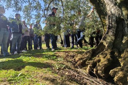 poda de olivo en intia