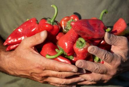 piquillo de lodosa