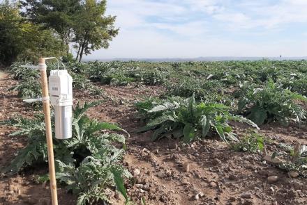 confusion sexual alcachofa