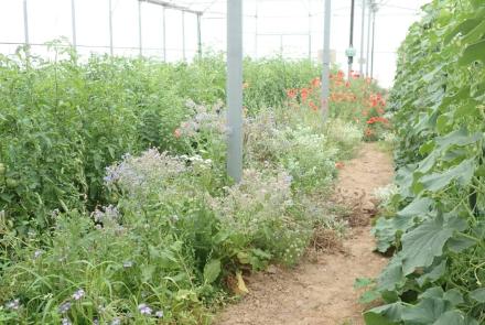 bandas floridas en Sartaguda