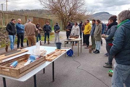 momento de la formación de shiitake