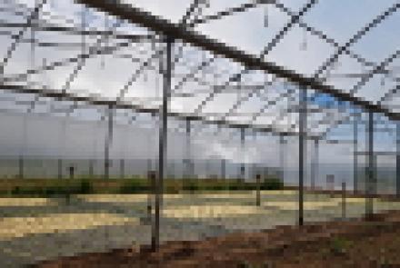 El acolchado de papel, una alternativa a la problemática de los residuos plásticos de uso agrícola