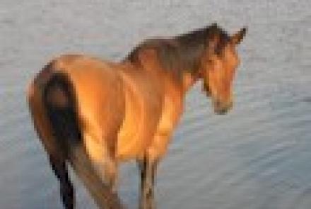 Más de setenta asistentes en la Jornada organizada por INTIA sobre ayudas a razas en peligro de extinción