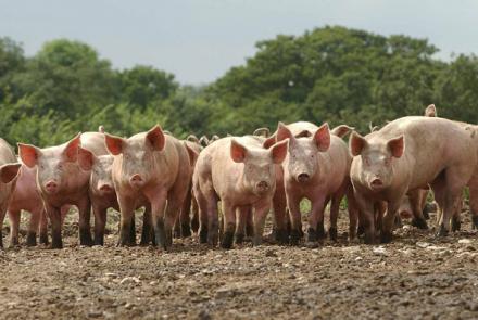 Jornada Bienestar Animal Porcino
