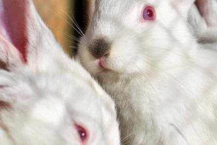 JornadaBioseguridadCunicultura