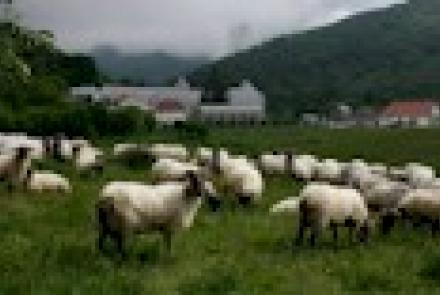 INTIA colabora con el I Campeonato comarcal de perros pastores de razas autóctonas en Auritz/Burguete