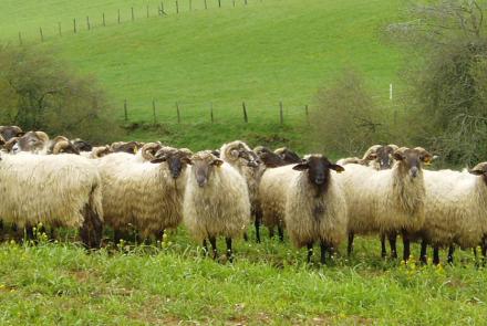 Orreaga/Roncesvalles