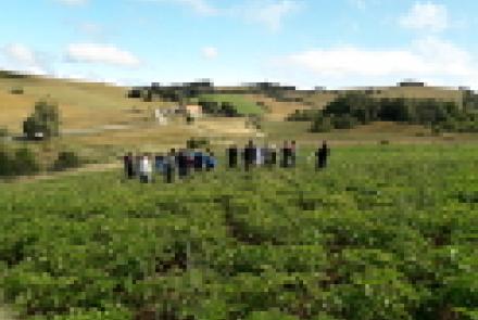 Patata de siembra ecológica, un cultivo rentable para los valles del Pirineo navarro