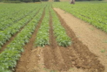 Celebrada una jornada sobre la experimentación de INTIA de patata de siembra ecológica 