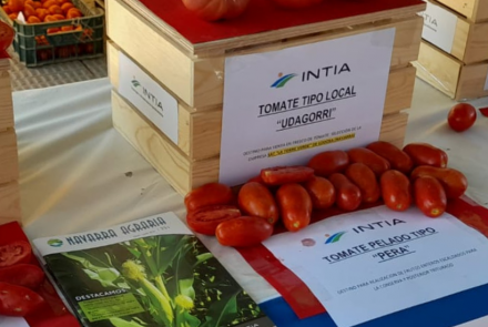 INTIA tomate