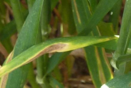 septoria