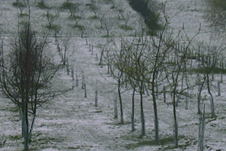 INTIA manzanos ecológico