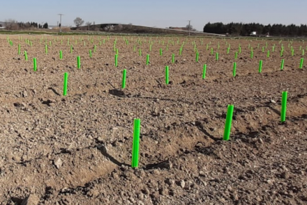 cultivo avellano INTIA