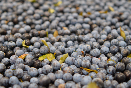 pacharán navarro INTIA