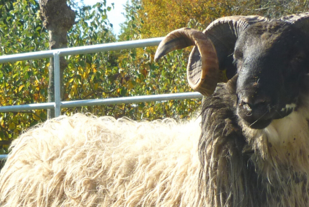 aharia INTIA carnero