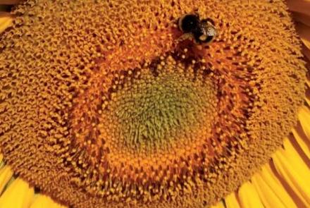 NavarraAgrariaCoronavirus