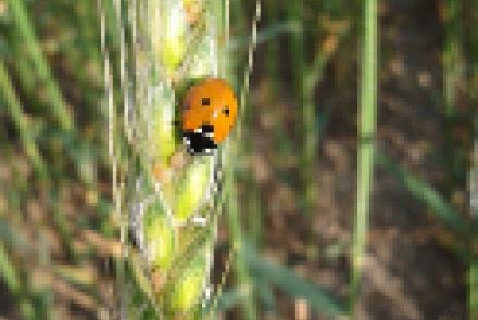Medio centenar de personas en la jornada organizada por INTIA sobre producción ecológica de cereales y leguminosas